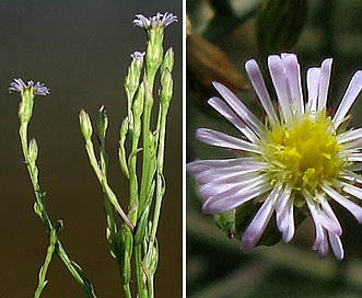 Symphyotrichum subulatum