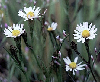 Symphyotrichum tenuifolium