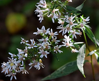 Symphyotrichum urophyllum