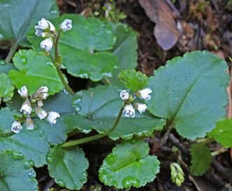 Synthyris cordata