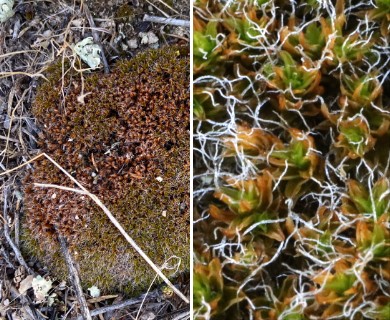 Syntrichia caninervis