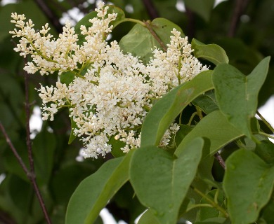 Syringa reticulata