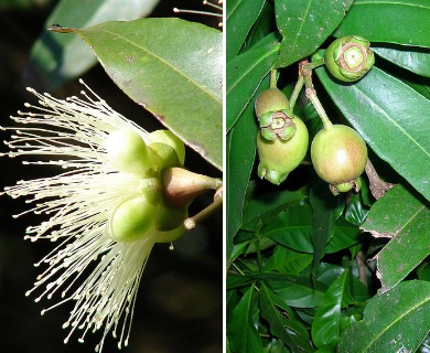 Syzygium jambos