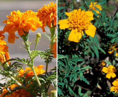 Tagetes erecta