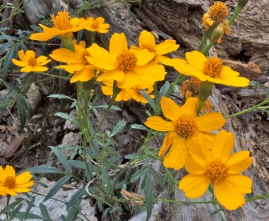 Tagetes lemmonii