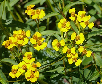 Tagetes lucida