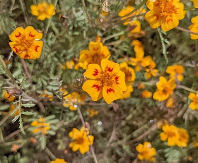 Tagetes lunulata