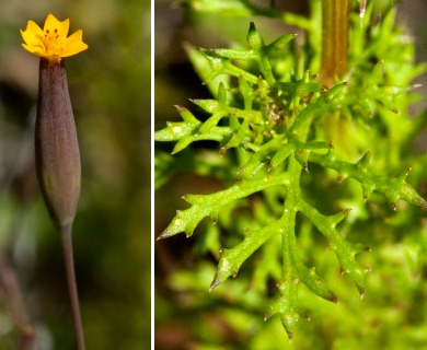 Tagetes subulata