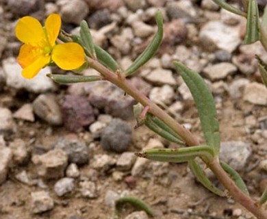 Talinum aurantiacum