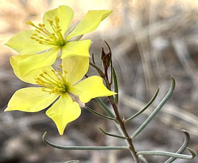 Talinum polygaloides
