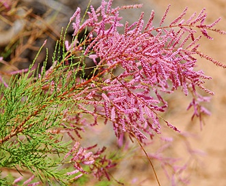 Tamarix chinensis