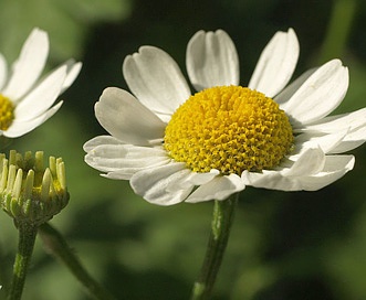 Tanacetum parthenium