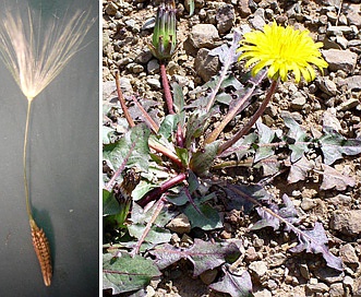 Taraxacum erythrospermum