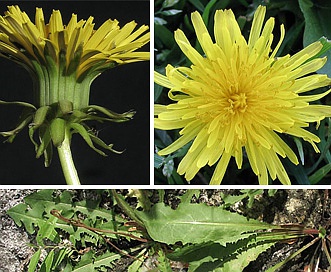 Taraxacum officinale