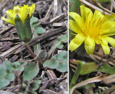 Taraxacum scopulorum