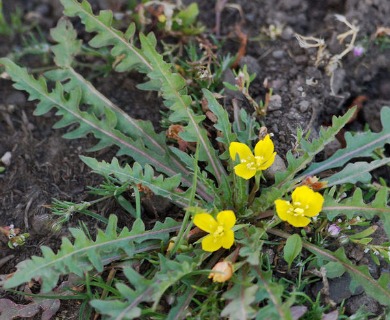 Taraxia breviflora