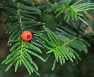 Taxus cuspidata