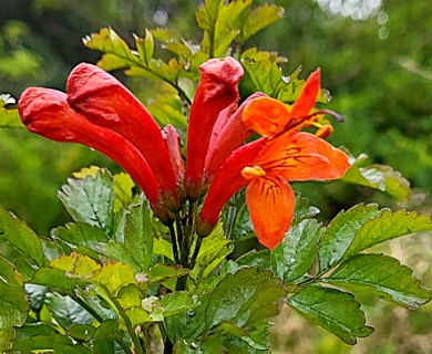 Tecomaria capensis