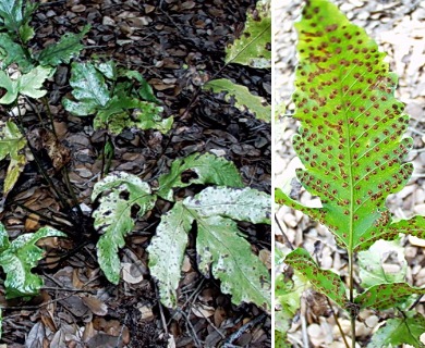 Tectaria heracleifolia