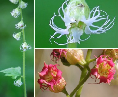 Tellima grandiflora