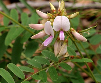 Tephrosia thurberi