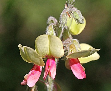 Tephrosia virginiana