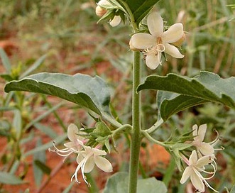 Tetraclea coulteri