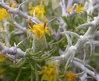 Tetradymia spinosa