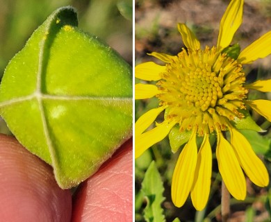 Tetragonotheca repanda