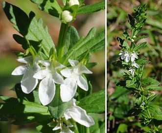 Teucrium cubense