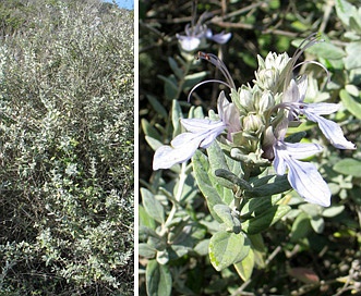 Teucrium fruticans