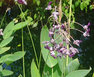 Thalia dealbata