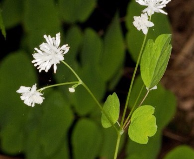 Thalictrum clavatum