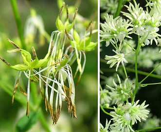 Thalictrum dasycarpum