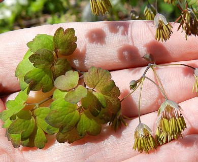 Thalictrum dioicum