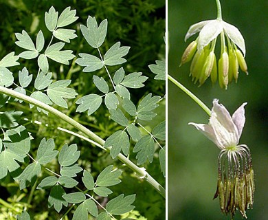 Thalictrum fendleri