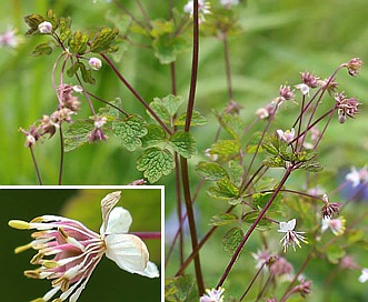 Thalictrum sparsiflorum