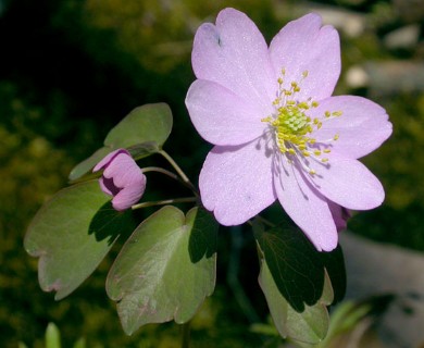 Thalictrum thalictroides