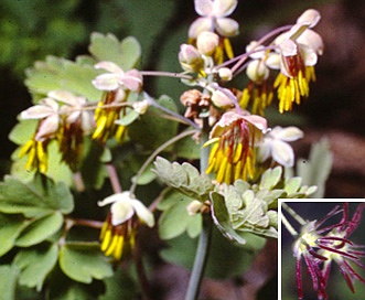 Thalictrum venulosum