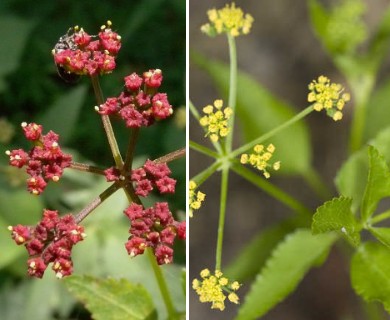 Thaspium trifoliatum