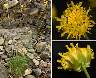 Thelesperma longipes