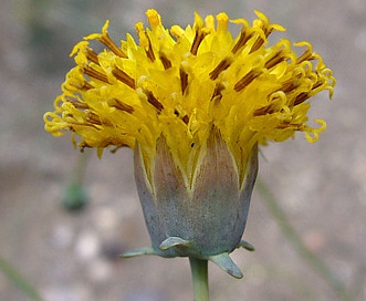 Thelesperma megapotamicum