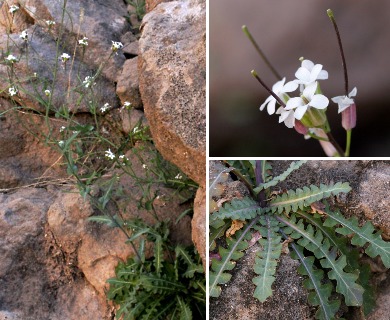 Thelypodiopsis purpusii