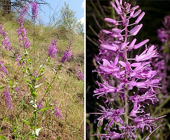 Thelypodium eucosmum