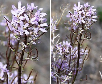 Thelypodium flexuosum