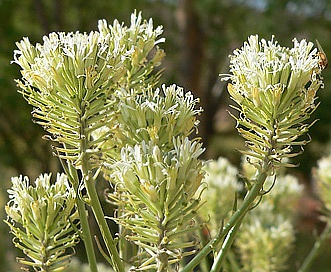 Thelypodium integrifolium