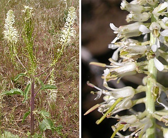 Thelypodium milleflorum