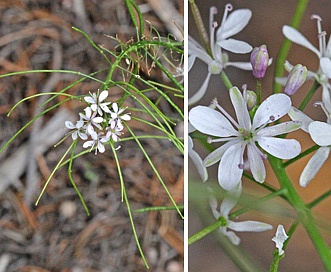 Thelypodium wrightii