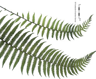 Thelypteris hispidula