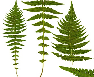 Thelypteris quelpaertensis